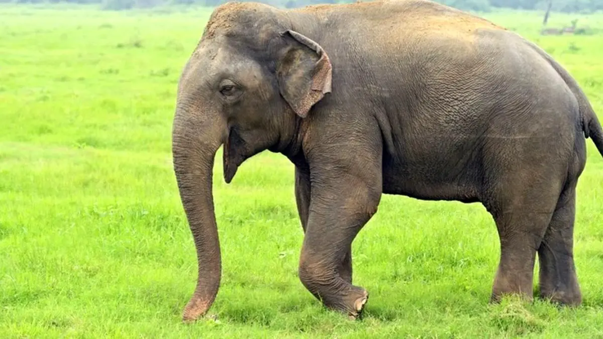 دور دنیا | فیل‌ها چگونه همسایه‌آزاری می‌کنند؟+ ویدئو