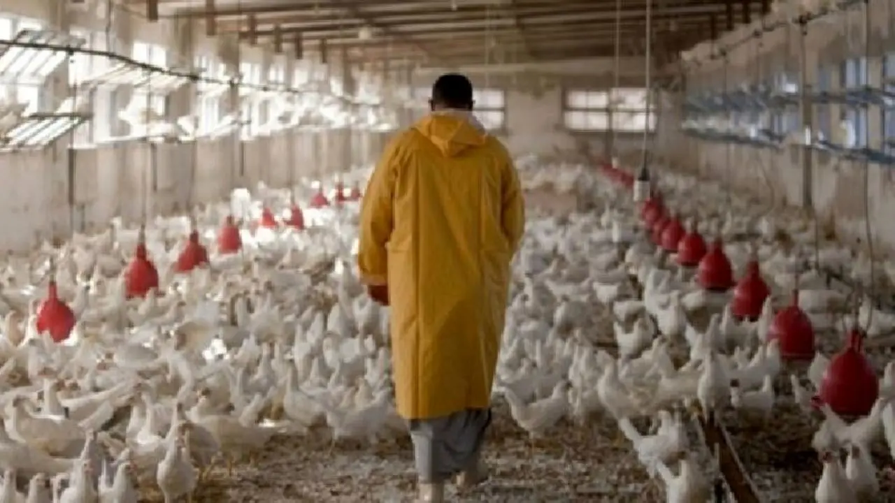 تورم سالانه محصولات مرغداری‌های صنعتی 2 درصد افزایش یافت
