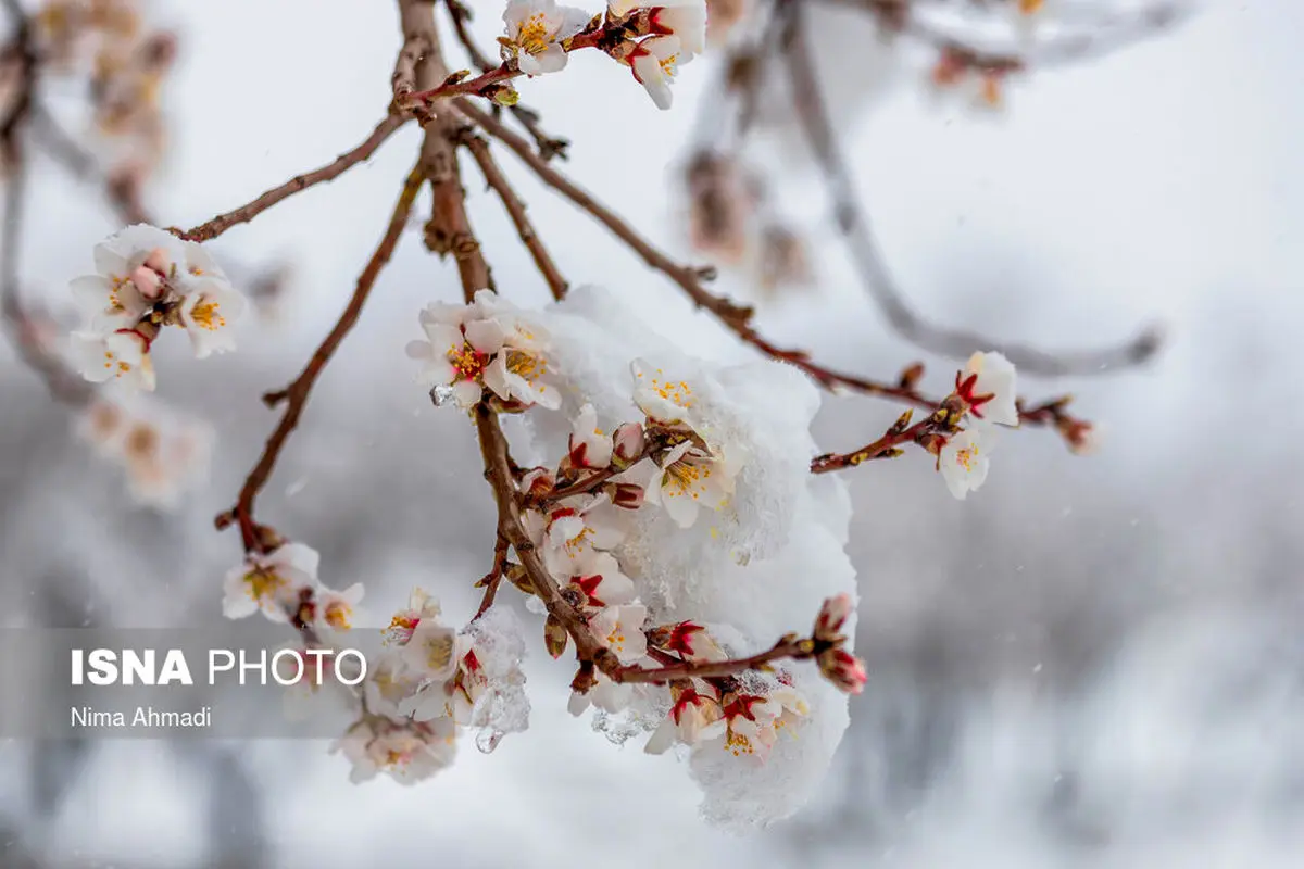 برف و شکوفه بادام