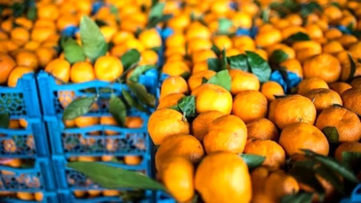 نارنگی چرا در بازار گران شد؟