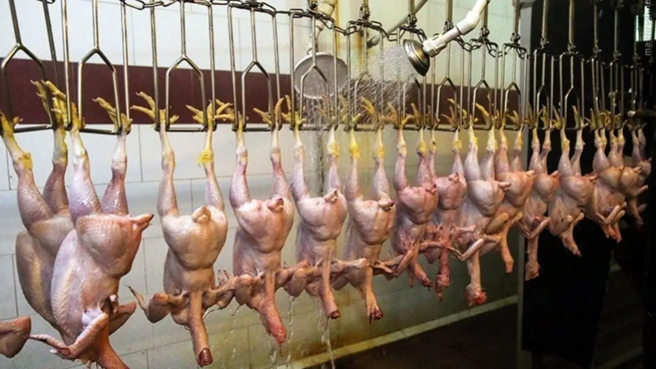 کشتارگاه‌ها مرغ را دست عده‌ای خاص می‌دهند