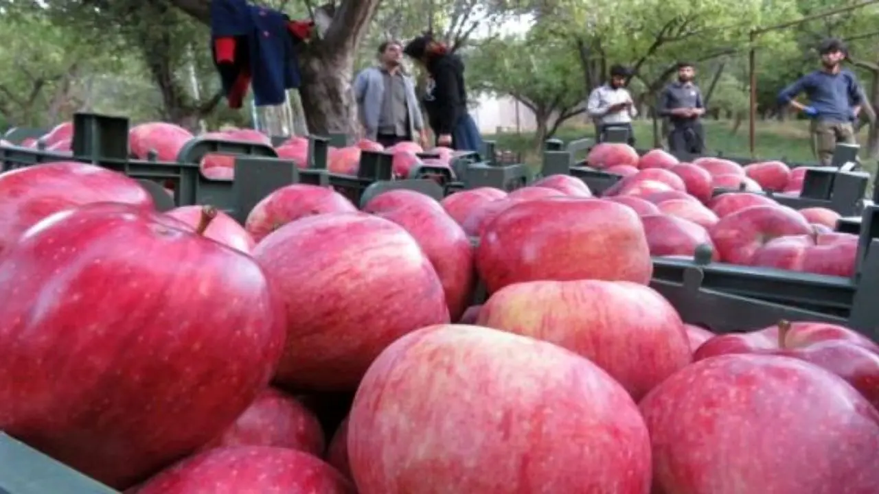 مشکلات صادرات و انباشت 500 هزار تن سیب در سردخانه‌ها چیست؟