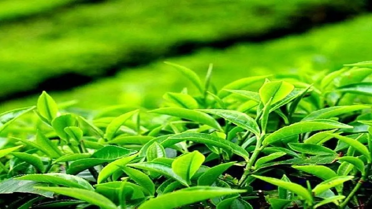 قیمت خرید تضمینی برگ سبز چای برای سال زراعی 1400 اعلام شد