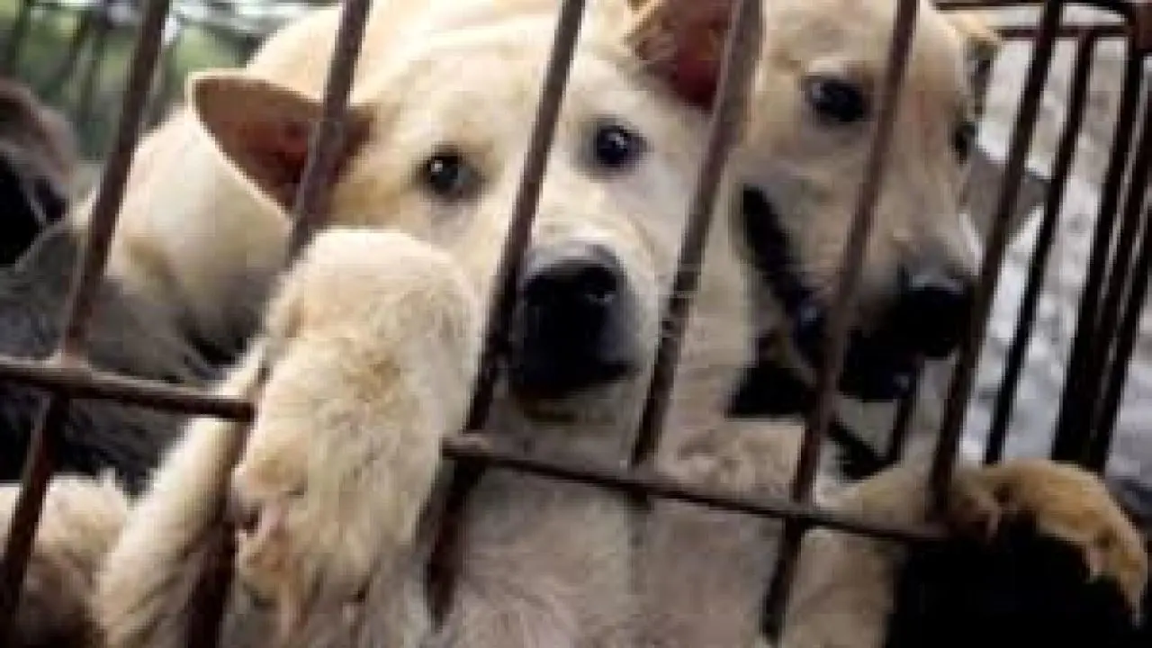 دستگیری عامل حیوان‌آزاری سگ با خودرو