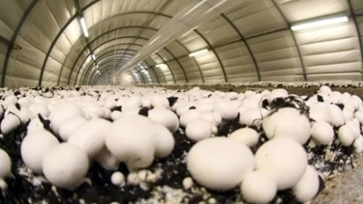 پرورش دهندگان قارچ روزانه 1.5 میلیارد تومان ضرر می‌کنند/ مصرف در فست فودی‌ها از 30 به 6 درصد رسید