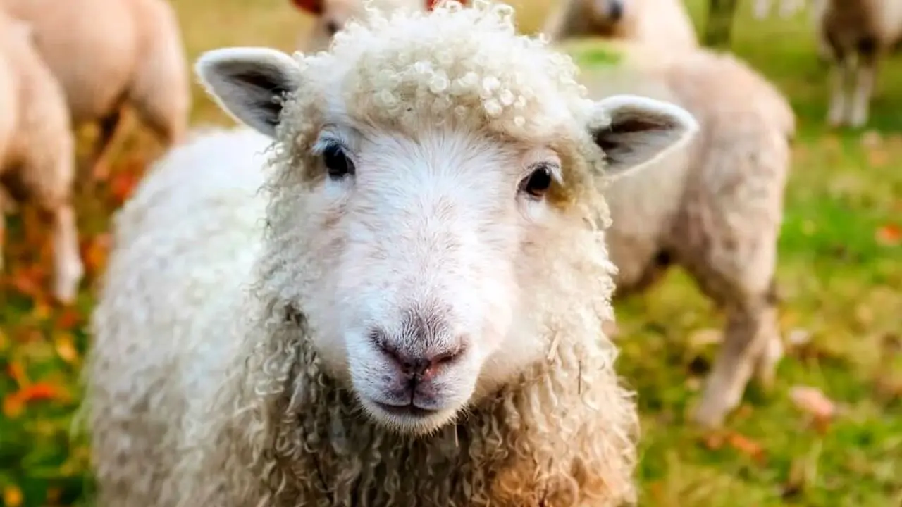 گوسفند استرالیایی پس از 5 سال با 35 کیلوگرم پشم پیدا شد+ ویدئو