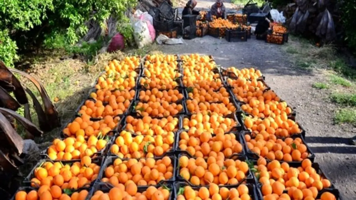 قیمت پرتقال از 2000 تومان در باغداری تا 20 هزار تومان در بازار!