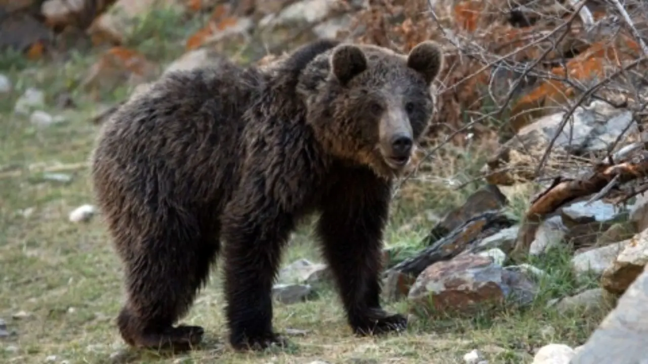 در سیبری مراقب خرس‌ها باشید+ ویدئو