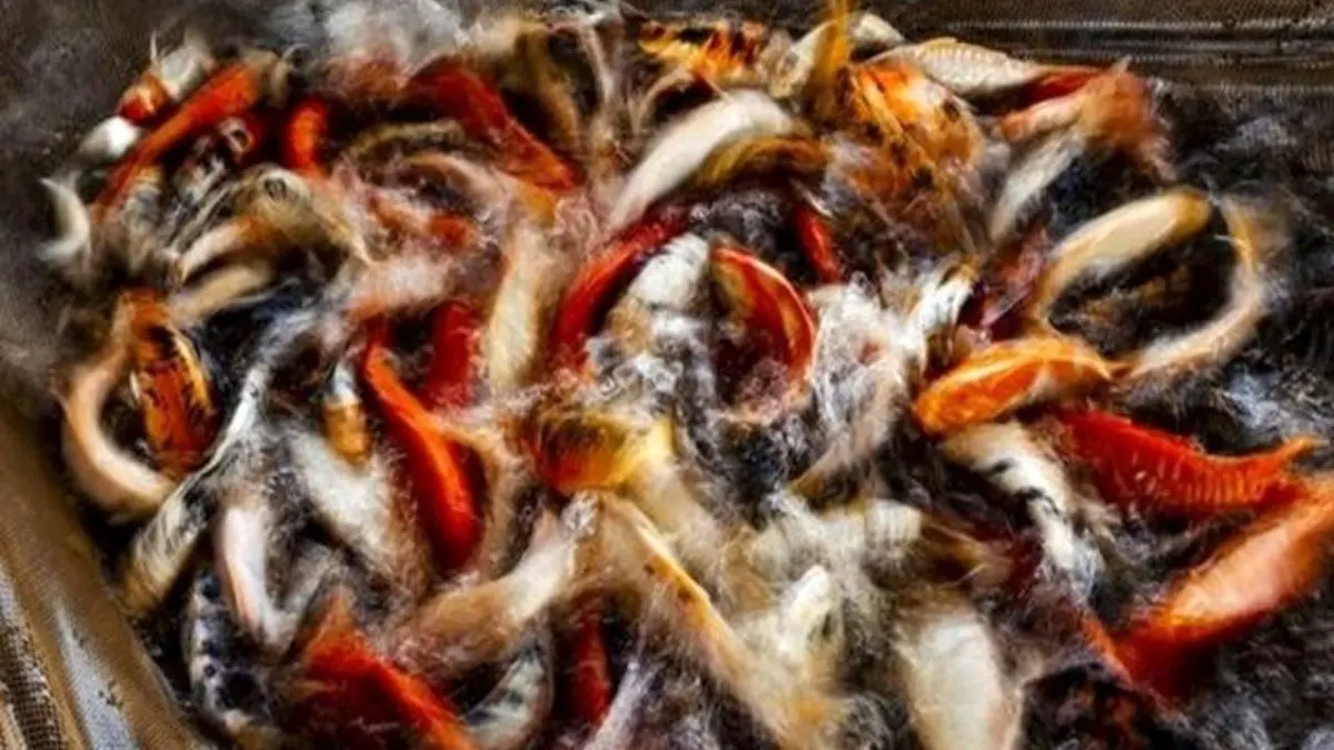 ماهی‌ها می‌توانند ناقل ویروس و باکتری‌ها باشند