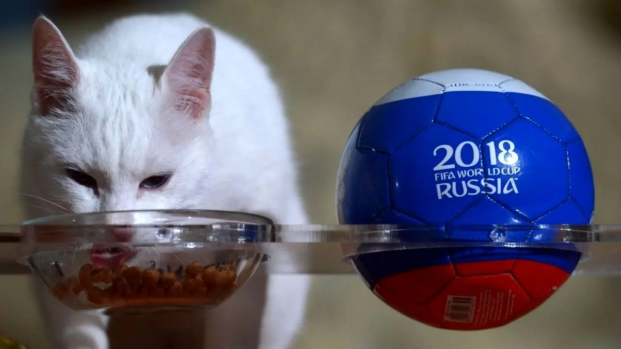 این گربه ناشنوا پیشگوی مسابقات یورو 2021 خواهد بود