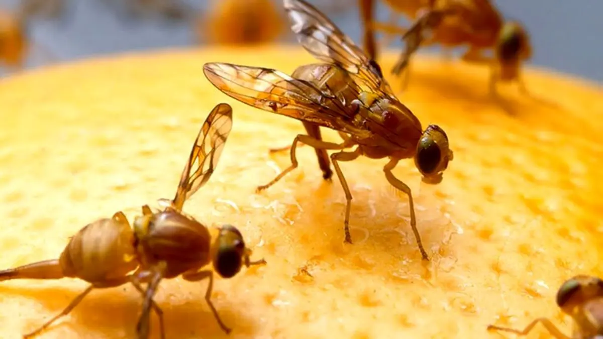 هجوم مگس‌ها به منازل مسکونی در سراوانِ رشت