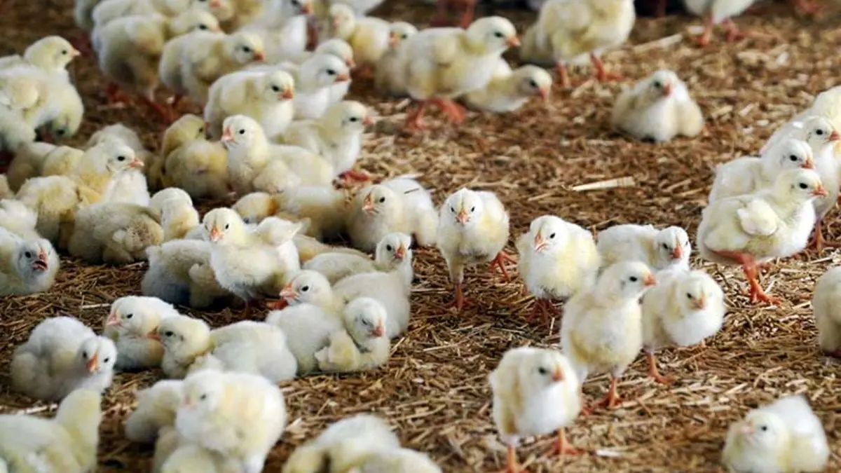 خطر التهاب مجدد بازار مرغ در سایه قاچاق جوجه یک روزه