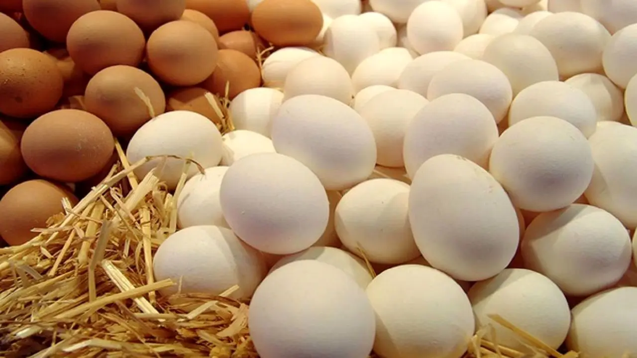 قیمت هر کیلو تخم مرغ با نرخ مصوب 4 هزار تومان فاصله دارد/ وزارت جهاد برنامه‌ای برای تخم مرغ ندارد