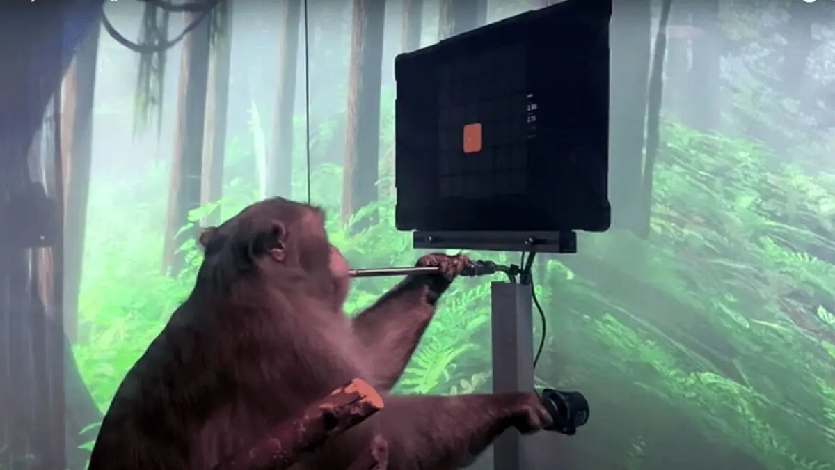 این میمون با ذهن خود بازی کامپیوتری می‌کند+ ویدئو