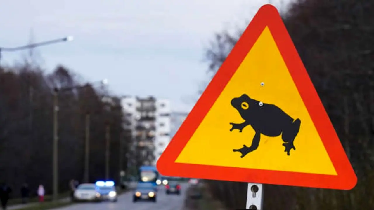 دور دنیا| قورباغه‌ها یک بزرگراه در استونی را بستند