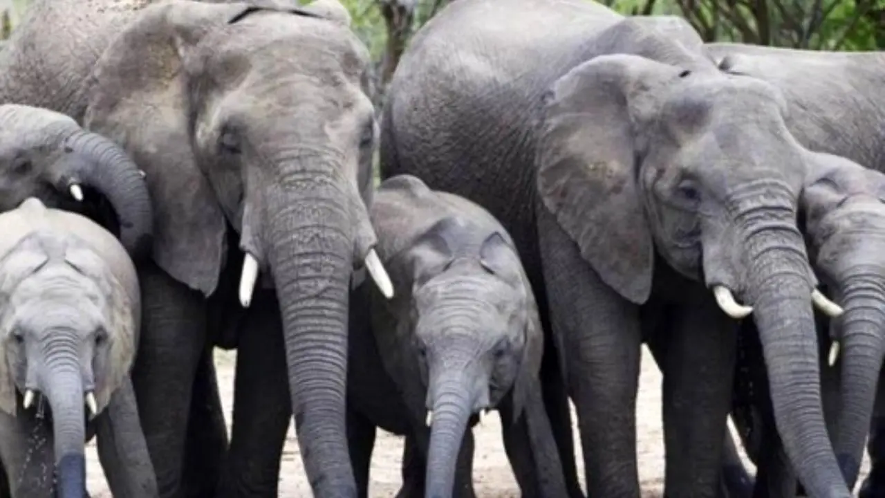 دور دنیا| فیل‌های آفریقایی به روش خود از شکارچی انتقام گرفتند