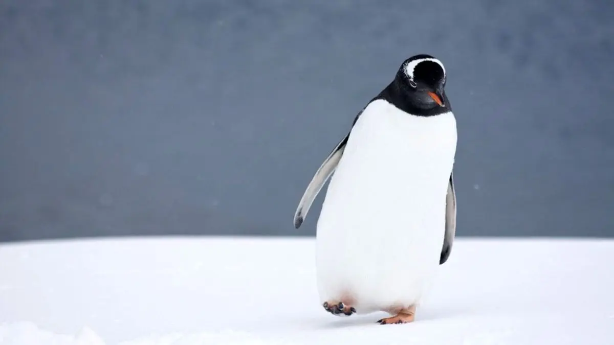 روز جهانی پنگوئن است، پنگوئن‌ها چگونه از پله پایین می‌آیند+ ویدئو