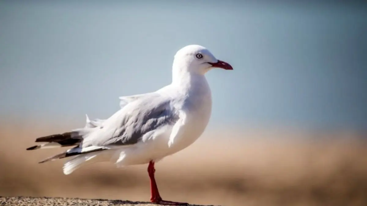 سواری گرفتن مرغ دریایی از پرنده دیگر+ ویدئو