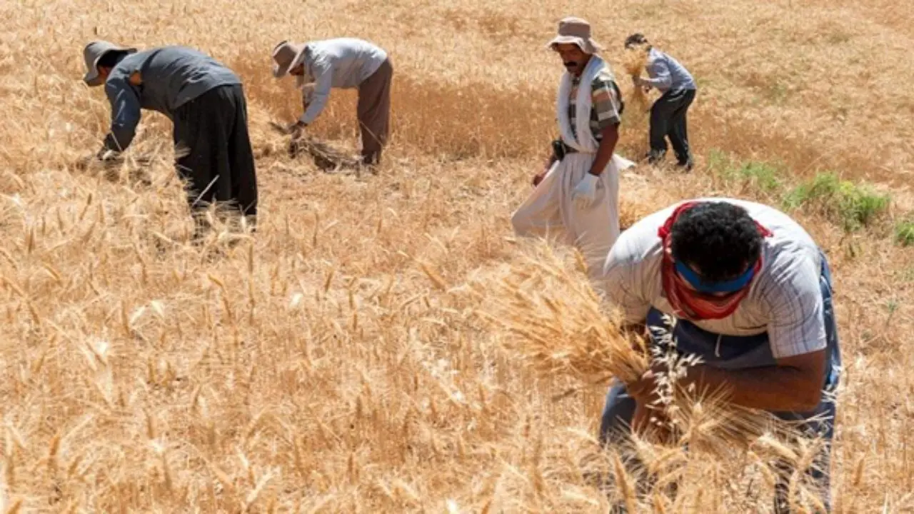 افزایش قیمت گندم و خوراک دام در بازارهای جهانی زنگ هشدار دیگر به مسئولان کشور