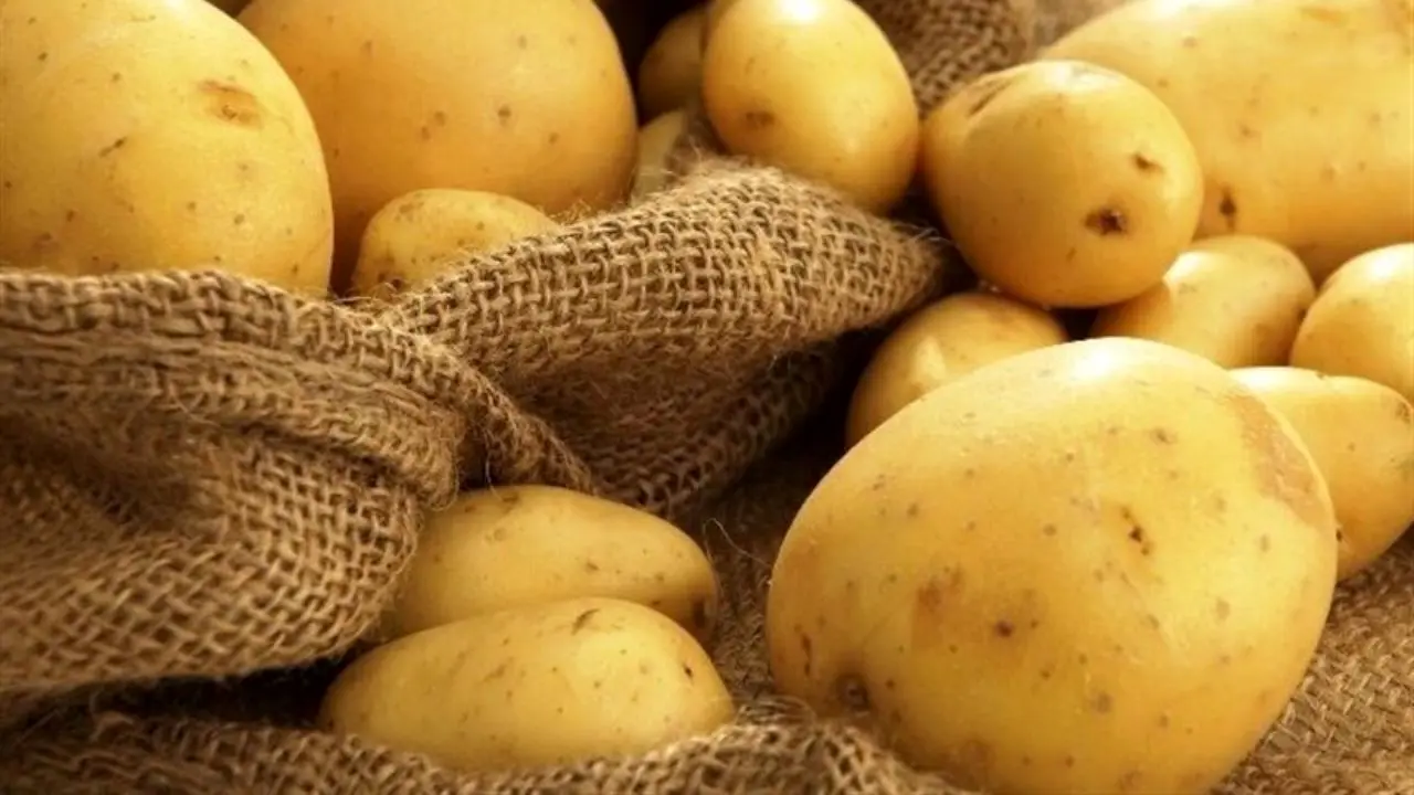 کاهش 72 درصدی واردات بذر سیب‌زمینی هدف‌گذاری شد