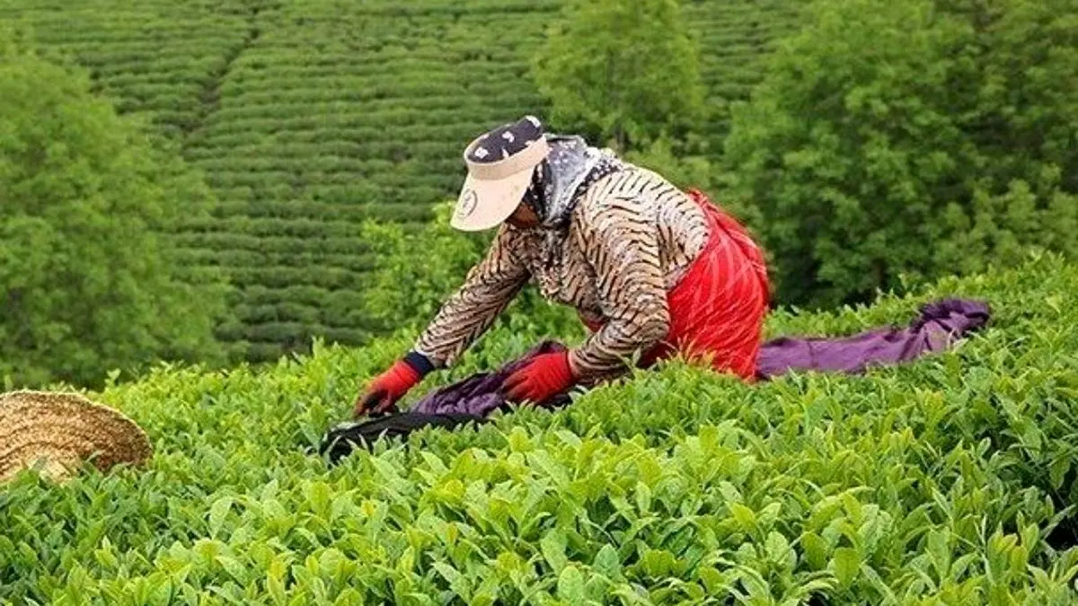 پرداخت 52 میلیارد تومان تسهیلات به چایکاران و کارخانجات فرآوری چای