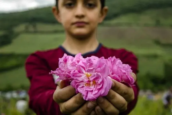 آغاز برداشت گل محمدی در استان گیلان