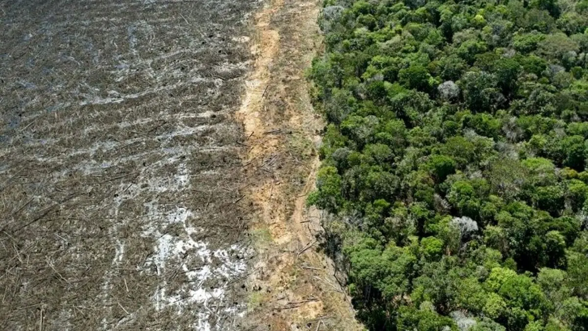 رکورد جنگل‌زدایی ماهانه آمازون شکسته شد