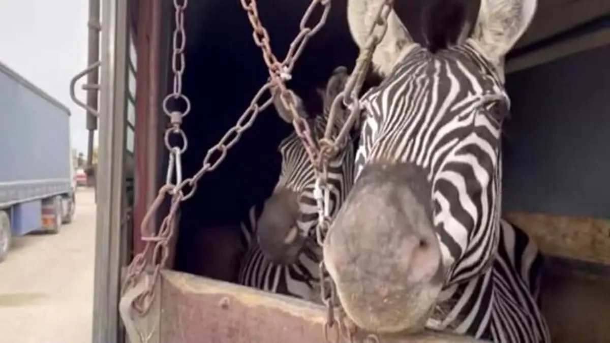 ابراز نگرانی هزاران نفر از وضعیت حیوانات باغ وحش صفادشت