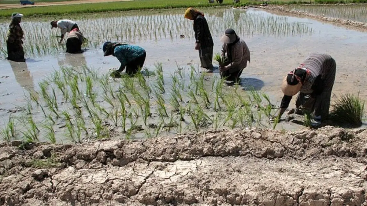 تکلیف کشت برنج در خشکسالی بی‌سابقه چه می‌شود؟