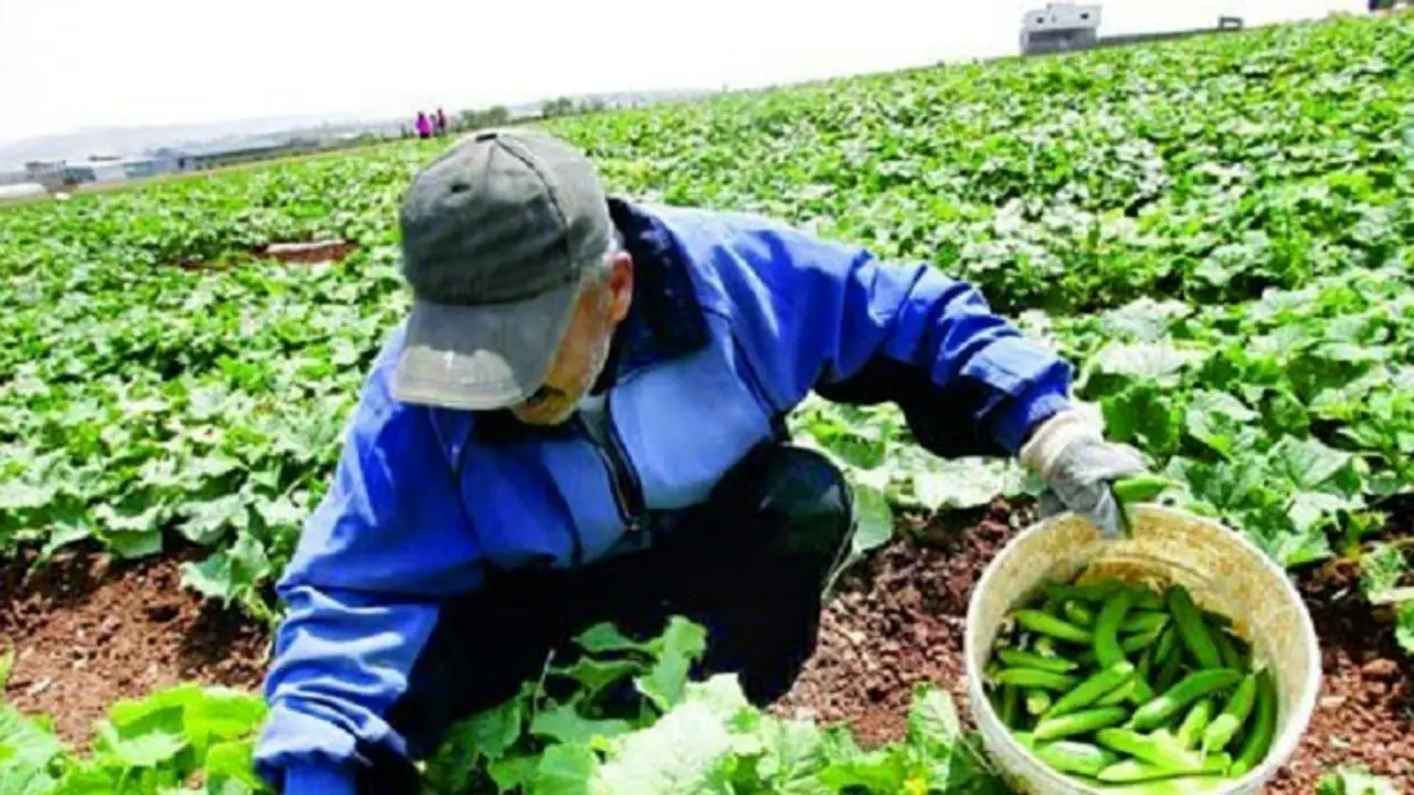 نرخ تورم تولیدکننده زراعی افزایش یافت