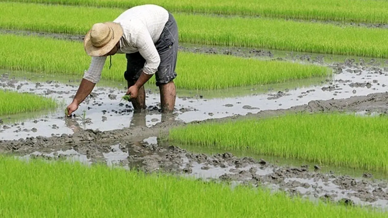 افزایش 4 برابری تولید بذور الیت و سوپر الیت برنج در کشور