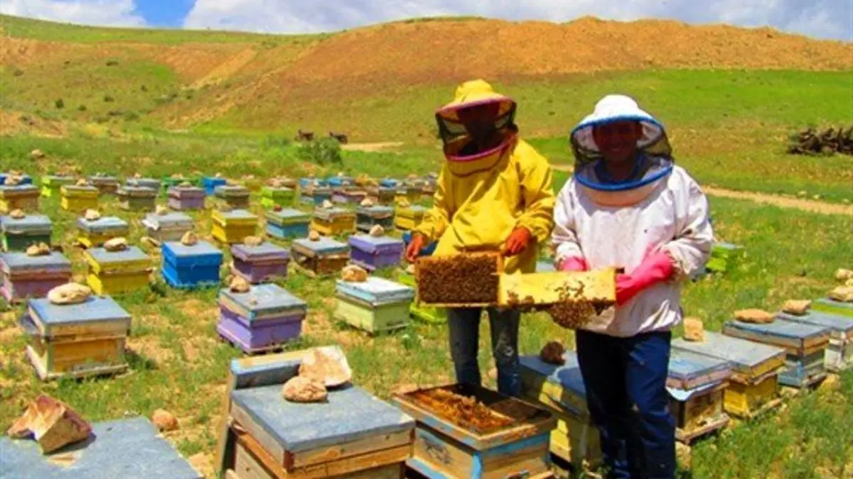 پیشنهاد اختصاص 5850 میلیارد تومان اعتبار برای پیشگیری از اثرات خشکسالی بر زنبورداری