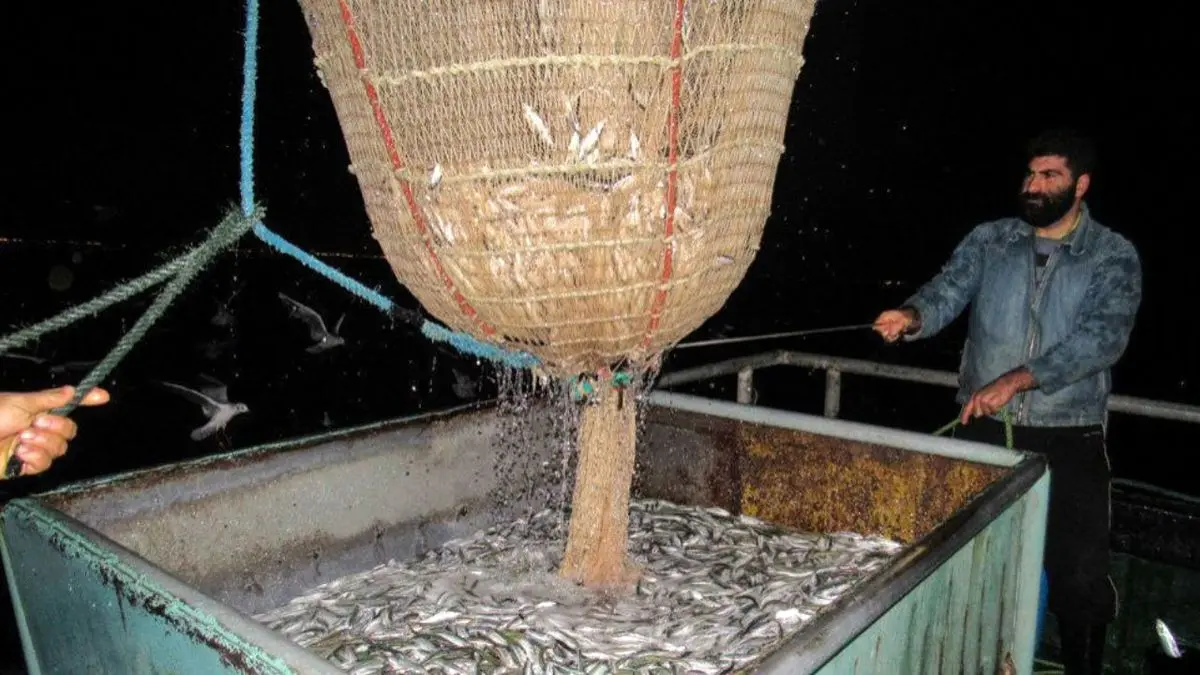 صید بیش از 20 هزار تن کیلکا از دریای خزر