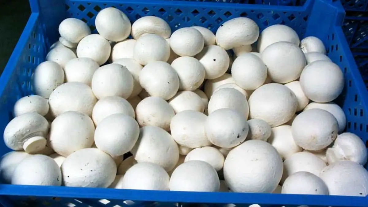 افت 30 درصدی تولید قارچ در راه است/ قیمت هر کیلو قارچ فله 35 هزار تومان