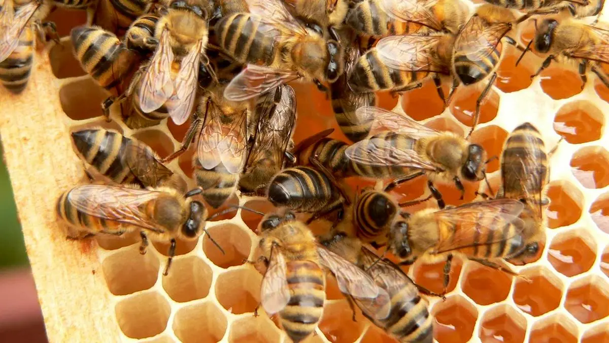یونسکو به کمک زنبورهای ایران می‌آید/ راه اندازی دپارتمان عسل در کمیسیون ملی یونسکوی ایران
