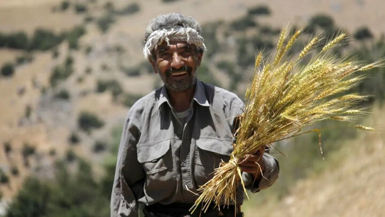 1.4 میلیون تن گندم مازاد برمصرف کشاورزان در کشور خریداری شده است
