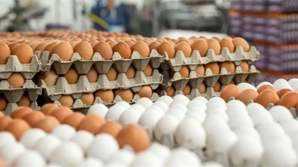 آینده روشنی پیش روی بازار تخم مرغ نیست/ تولید مازاد ماهانه حداقل 6 هزار تن تخم مرغ