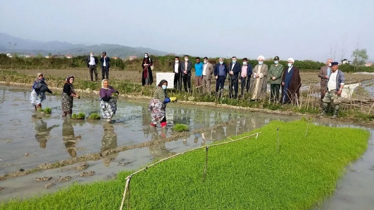 چالش شالیکاران خوزستان با ممنوعیت کشت امسال
