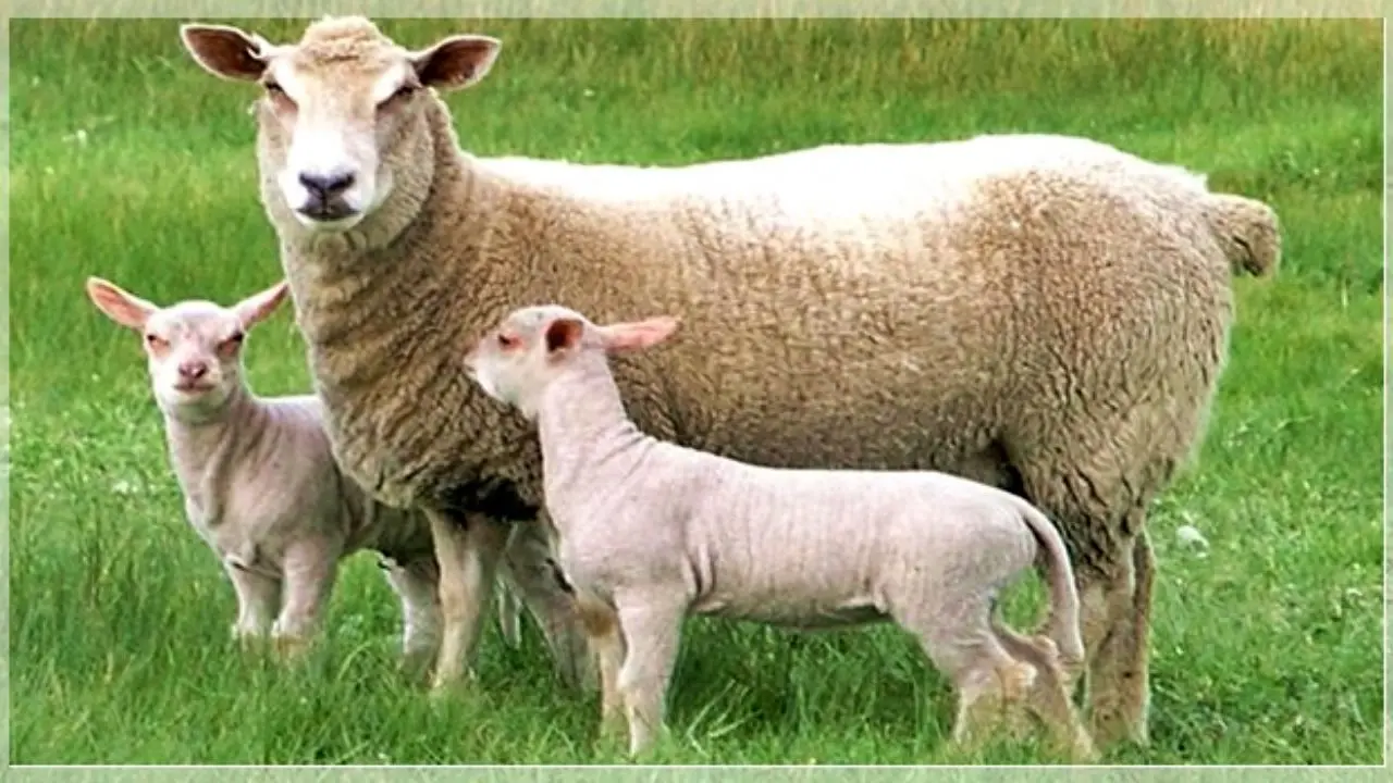 واردات 610 راس گوسفند فرانسوی برای اصلاح نژاد/ مشکل دام سبک، اصلاح نژاد نیست