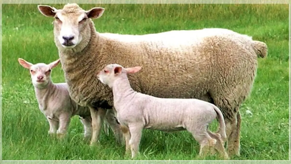 واردات 610 راس گوسفند فرانسوی برای اصلاح نژاد/ مشکل دام سبک، اصلاح نژاد نیست