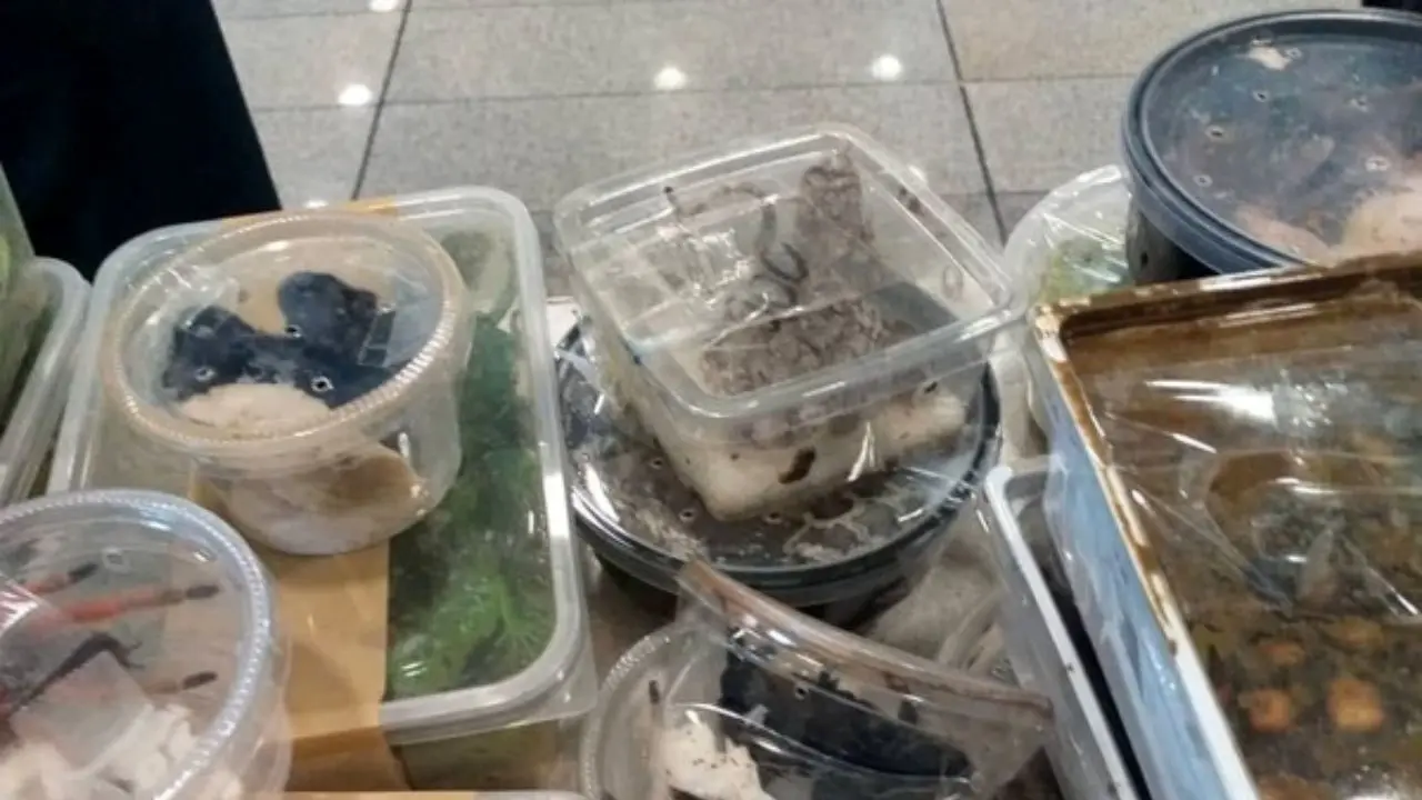 خزندگان پرخطر کشف شده در فرودگاه امام، فعلا در گمرک نگهداری می‌شوند