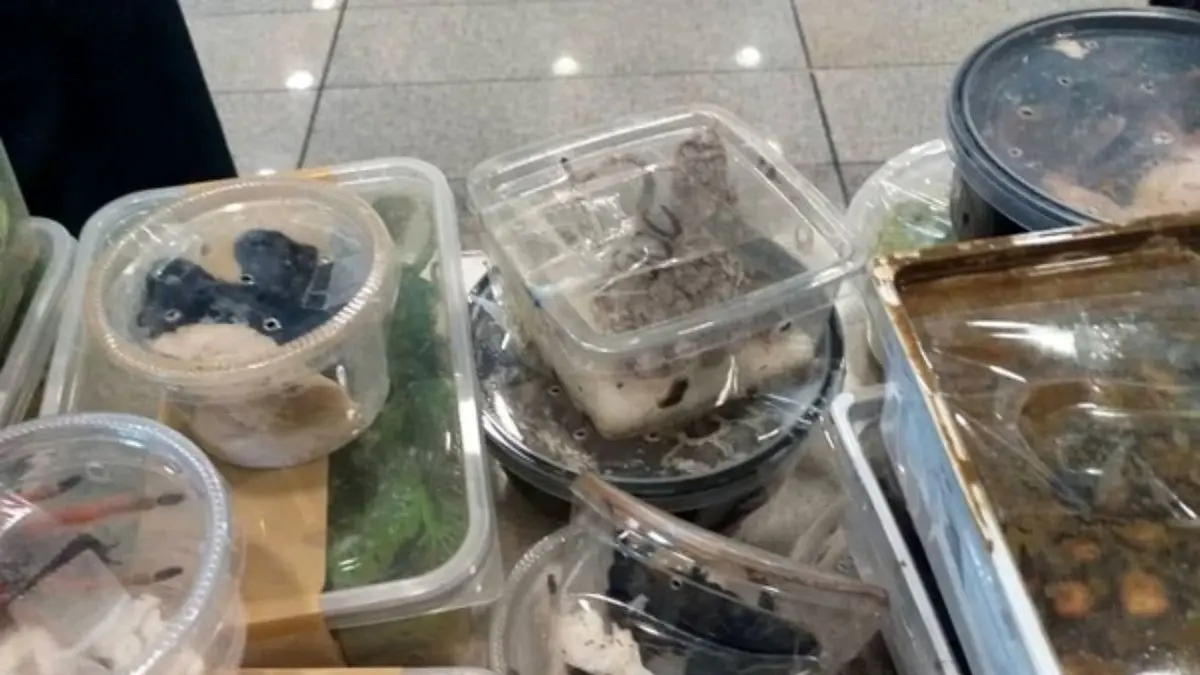 خزندگان پرخطر کشف شده در فرودگاه امام، فعلا در گمرک نگهداری می‌شوند