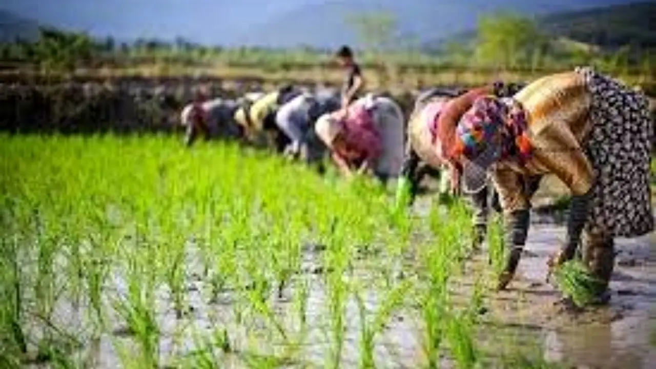 کشت نشاء برنج در 350 هزار هکتار از شالیزارهای گیلان و مازندران