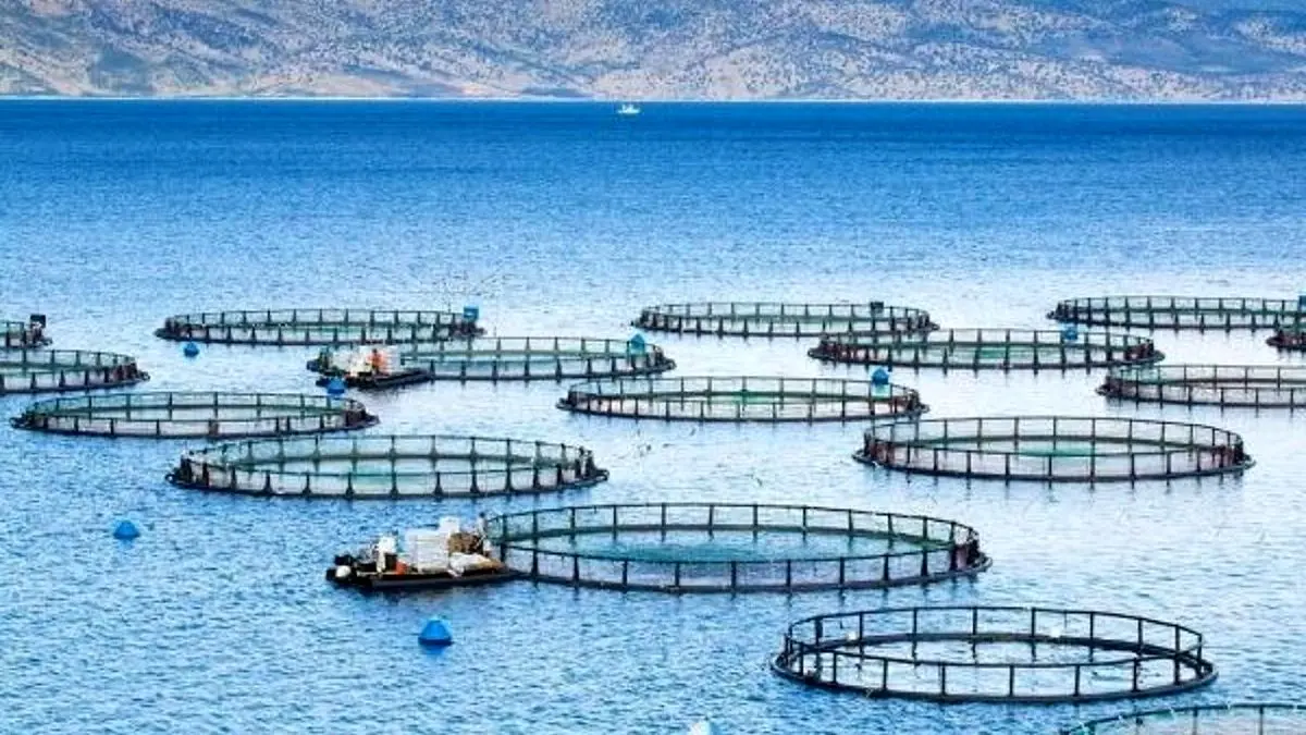 خودکفایی 90 درصدی کشور در تولید تجهیزات پرورش ماهی در دریا