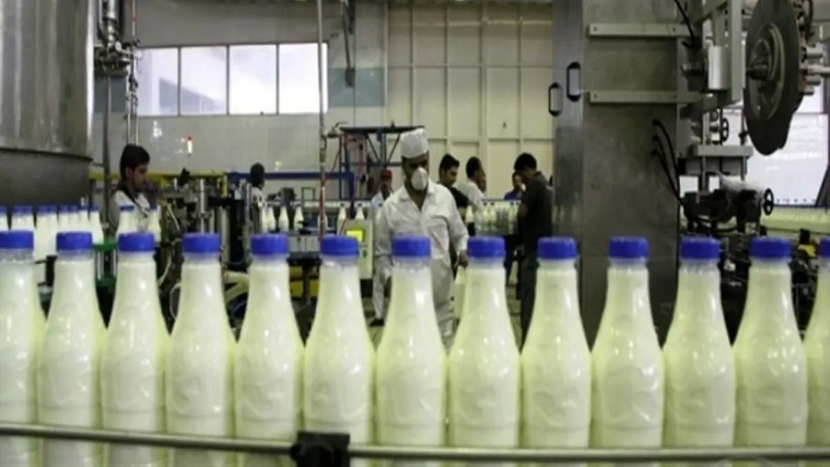 افزایش زیان انباشته دامداران در تولید شیر/ درخواست افزایش قیمت مصوب شیر را داده‌ایم