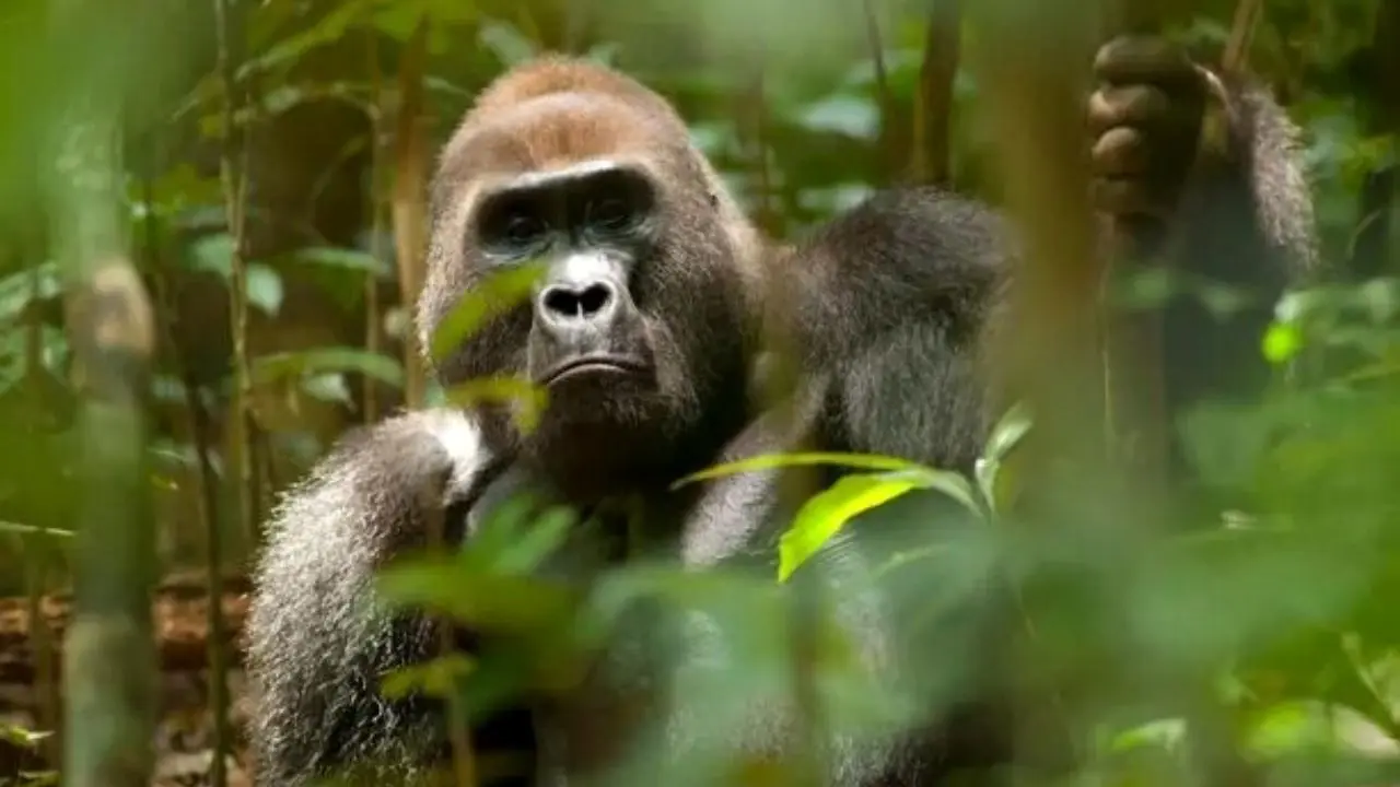 پیش بینی کاهش 90 درصدی زیستگاه‌های میمون‌های بزرگ در آفریقا