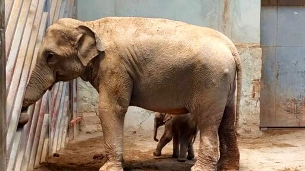 آخرین وضعیت فیل تازه متولد شده در باغ وحش ارم