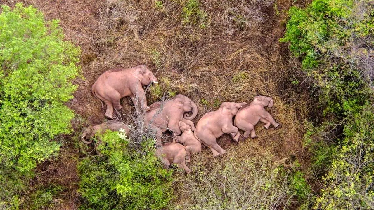 استراحت فیل‌ها بعد از سفر 500 کیلومتری+ ویدئو