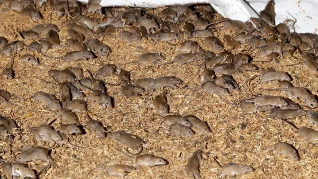 وضعیت هشدار آفت موش در جنوب کرمان/ موش‌ها 10 برابر خوراک خود، محصولات را آلوده می‌کنند/ افزایش 1.3 برابری سطح مبارزه با جوندگان مضر
