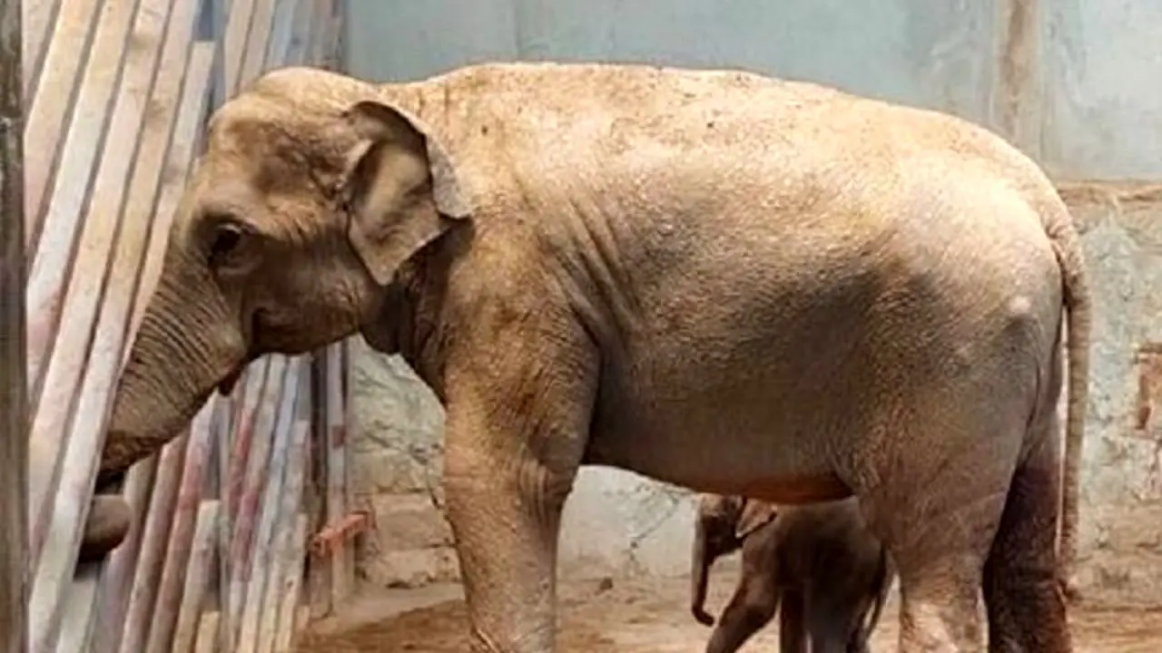 آخرین وضعیت «بچه فیل» ارم و ماده «گورخر آفریقایی» صفادشت